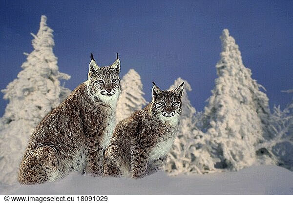 Luchs (Lynx lynx) mit Jungtier im Winter (Tiere) (außen) (outdoor) (seitlich) (side) (Winter) (Schnee) (snow) (alert) (sitzen) (sitting) (zwei) (two) (Jungtier) (young) (Paar) (pair) (weiblich) (female) (Raubtiere) (beasts of prey) (Katzenartige) (Querformat) (horizontal) (Europa) (Mutter & Kind) (mother & baby)