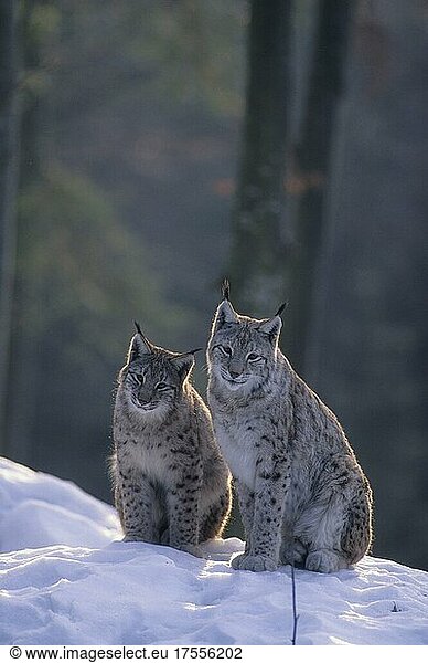 Luchs (Lynx lynx)  Neuschönau  Bayerischer Wald  Bayern  Deutschland  Captive  Europa