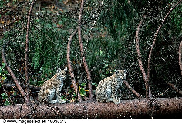 Luchse (Lynx lynx)  Jungtiere  Young Lynx (europäischer) (animals) (Säugetiere) (mammals) (Raubtiere) (beasts of prey) (Katzenartige) (Europa) (cub) (Baumstamm) (tree trunk) (seitlich) (side) (aufmerksam) (alert) (sitzen) (sitting) (Paar) (pair) (zwei) (two) (Querformat) (horizontal)