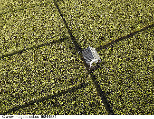 Luftaufnahme der Reisfelder