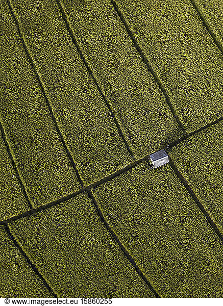 Luftaufnahme der Reisfelder