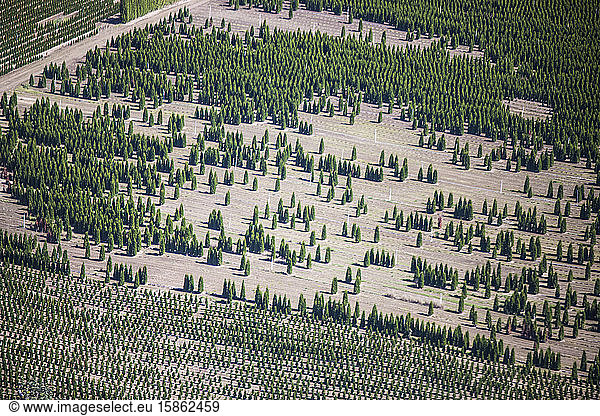 Luftaufnahme einer Baumpflanzung  Fraser Valley  B.C.