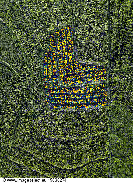 Luftaufnahme einer grünen Agrarlandschaft  Bali  Indonesien
