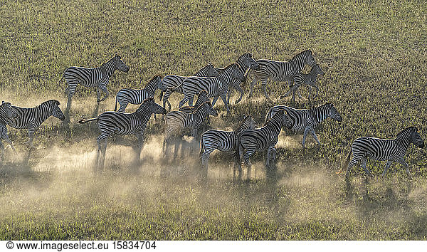 Luftaufnahme einer Gruppe von Zebras  die während der Bewegung Staub aufwirbeln