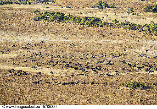 Luftaufnahme einer Herde afrikanischer Büffel (Kap-Büffel) (Syncerus caffer)  Macatoo  Okavango-Delta  Botswana  Afrika
