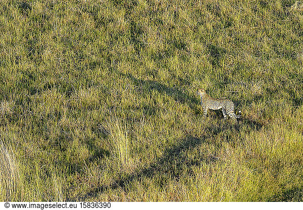 Luftaufnahme eines Geparden in der Savanne am frühen Morgen