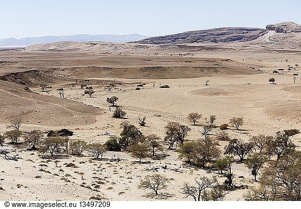 Luftaufnahme  Kameldornbäume (Acacia erioloba) im Tsondab Dry River  Namib-Naukluft-Nationalpark  Namibia  Afrika