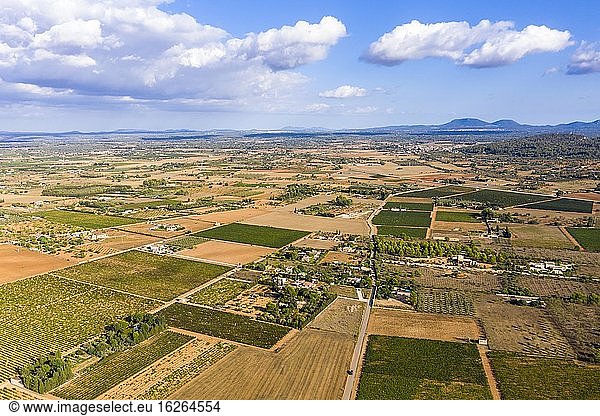 Luftaufnahme  Landwirtschaft  Felder mit Olivenbäumen  bei Santa Eugenia und Santa Maria  Mallorca  Balearen  Spanien  Europa