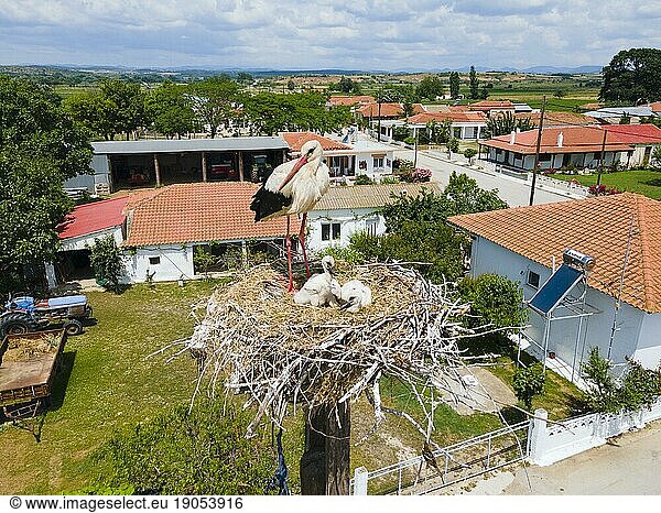 Luftaufnahme  Störche im Nest  Storchendorf Poros  Feres  Alexandroupoli  Evros  Ostmakedonien und Thrakien  Griechenland  Europa
