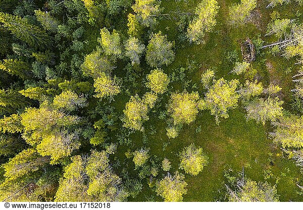 Luftaufnahme  Vogelperspektive  Borealer Nadelwald von oben  Namsskogan  Trøndelag  Norwegen  Europa