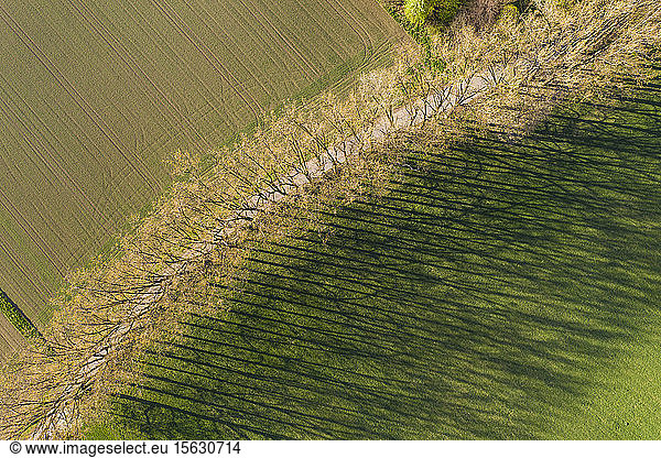 Luftaufnahme von Bäumen mit Schatten auf Grasland bei Icking  Deutschland