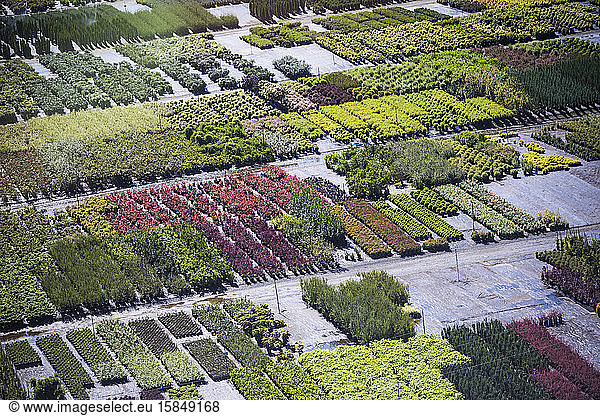 Luftaufnahme von Baumschulpflanzen.