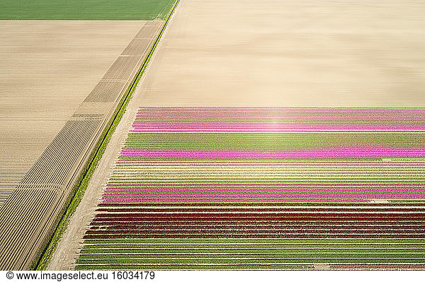 Luftaufnahme von Blumenzwiebelfeldern im Norden der Niederlande.