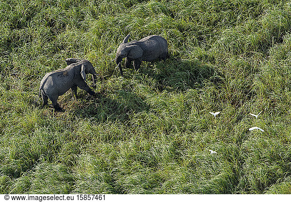 Luftaufnahme von einander gegenüberliegenden Elefanten  die in der Savanne stehen