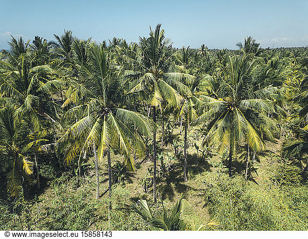 Luftaufnahme von Palmen