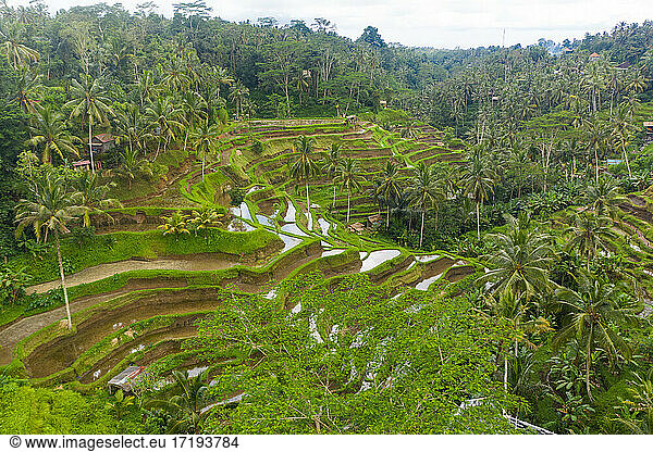 Luftaufnahme von üppigen grünen bewässerten Reisfeldern voller Wasser auf einem Hügel im Dschungel Terrassenreisfelder im Regenwald auf Bali  Indonesien
