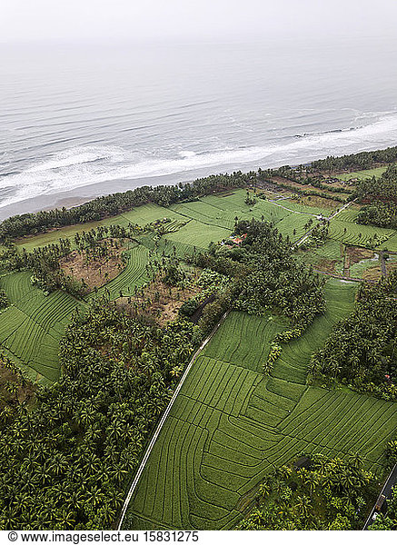Luftaufnahme von Reisfeldern nahe der Meeresküste