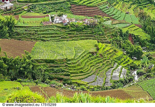 Luftaufnahme von terrassierten Gemüsefeldern  Stadt Wonosobo  Dieng-Plateau  Zentral-Java  Indonesien  Asien