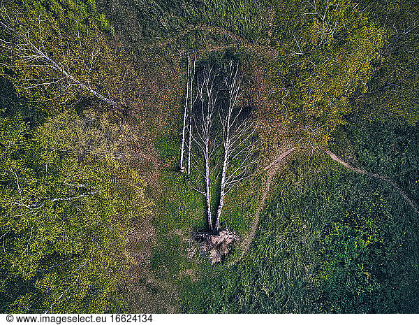 Luftaufnahme von umgestürzten beschädigten Bäumen im grünen Wald