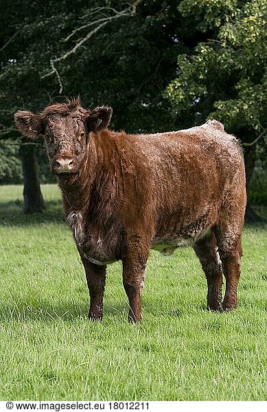 Luingrind  Luing cattle  purebred  livestock  domestic animals  cloven-hoofed  animals  mammals  ungulates  domestic cattle  cattle  Domestic Cattle  Luing  standing in pasture  Knowsley  Merseyside  England  United Kingdom  Europe