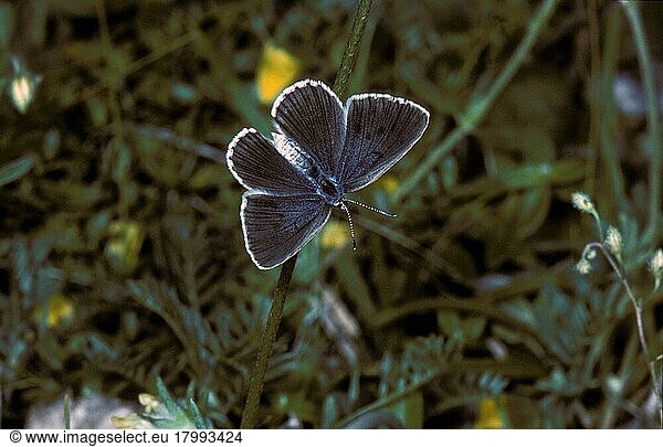 Lung Gentian Ant Blue  Small Marsh Blue  Lung Gentian Ant Blue  Small Marsh Blue (Lycaenidae)  Lung Gentian Ant Blue  Other animals  Insects
