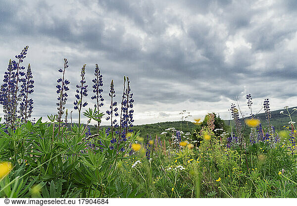 Lupine flowers in meadow under cloudy sky