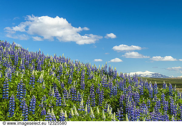 Lupins in bloom on hillside; Geysir  Iceland