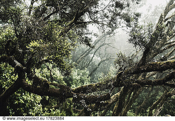 Lush branches in dense misty forest