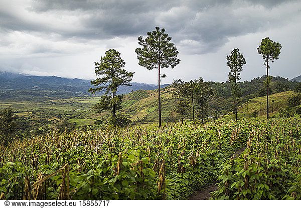 lush crops grow on mountainside in Guatemala.