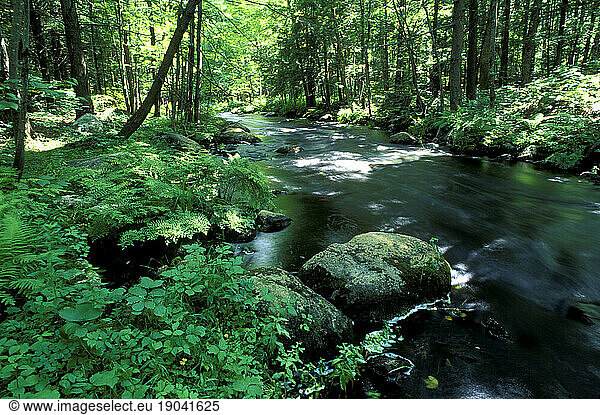 Lush foliage lines a quiet river.