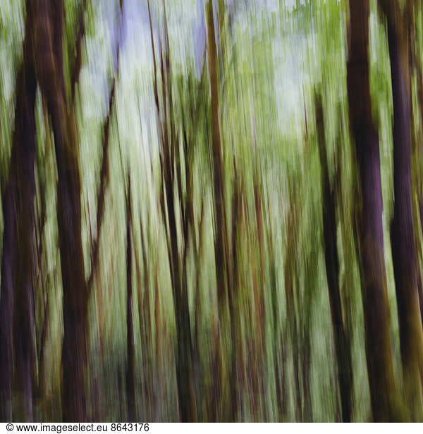 Lush forest of moss covered Big leaf maple trees (Acer macrophyllum)  blurred motion  Dosewallips River  Olympic NP