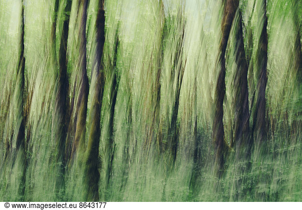 Lush forest of moss covered Big leaf maple trees (Acer macrophyllum)  blurred motion  Dosewallips River  Olympic NP