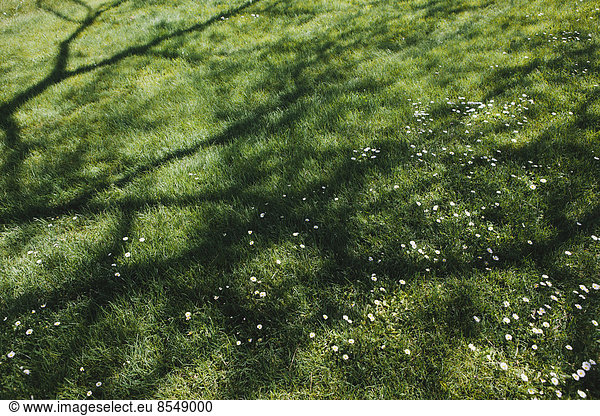 Lush green grass of a lawn with trees casting shadows on the surface  providing cool shade.