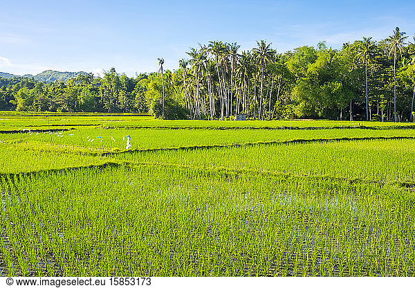 Lush green rice fields  Siquijor Island  Philippines