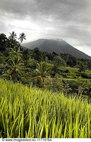 Lush Paddy Field Of Rice; Bali
