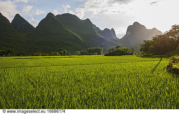 lush rice field close to Yangshuo