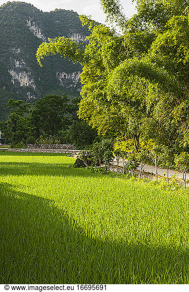 lush rice field close to Yangshuo