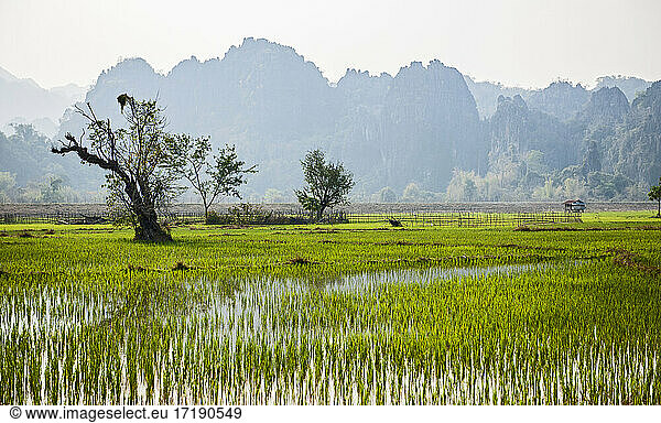 lush rice field in Laos