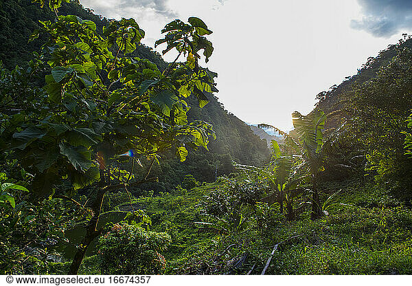 lush vegetation in a valley in the Columbian jungle