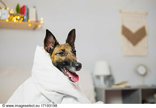 Lustige Foxterrier Hund in Decke  drinnen Schlafzimmer Schuss  Haustiere Leben
