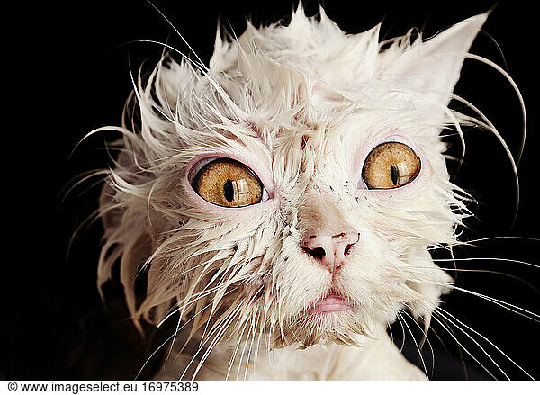 Lustige nasse Katze beim Baden
