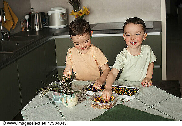 Lustige Pflanzaktion mit zwei Jungen für den Anbau von Weizensprossen zu Hause