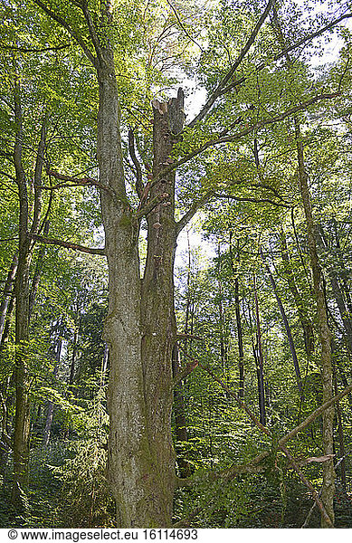 Lutzelhardt-Adelsberg Forest Biological Reserve  Vosges