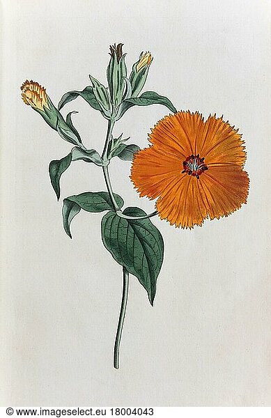 Lychnis coronata  hand-colored copper engraving by Sansom from William Curtis Botanical Magazine  London  1793