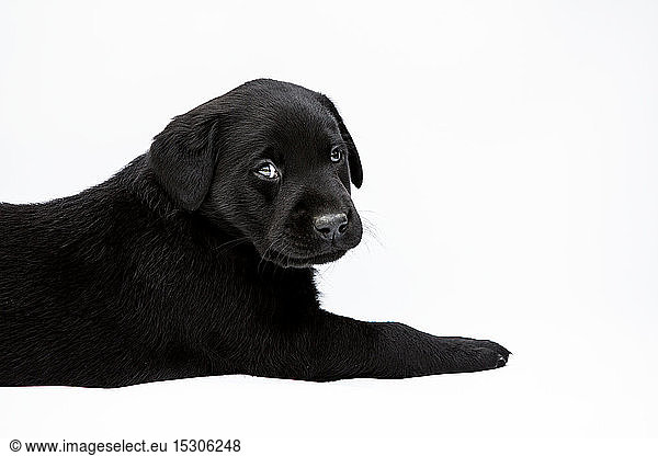 Lying Black Labrador puppy on white background  looking at camera.