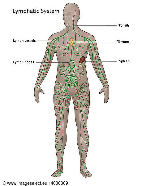 Lymphatic System in Male Anatomy Lymphatic System in Male Anatomy ...