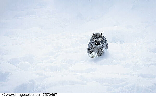 Lynx Hunting in Snow with Paw Out