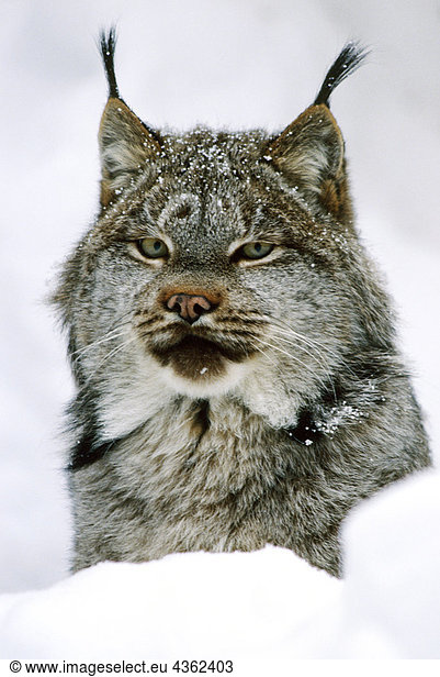 Lynx in Snow Portrait Winter