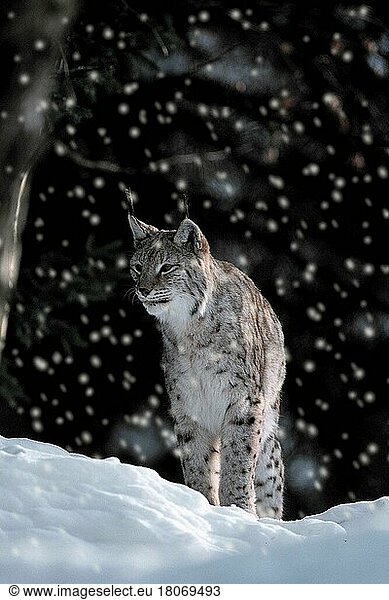 Lynx in winter  Luchs (Lynx lynx) im Winter (animals) (außen) (outdoor) (frontal) (head-on) (von vorne) (Europa) (Schnee) (snow) (Winter) (aufmerksam) (alert) (stehen) (standing) (adult) (Raubtiere) (beasts of prey) (Katzenartige)
