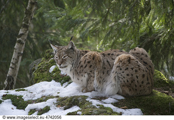 Lynx (Lynx lynx) in the snow  Bavarian Forest National Park  enclosed area  Neuschoenau  Bavaria  Germany  Europe